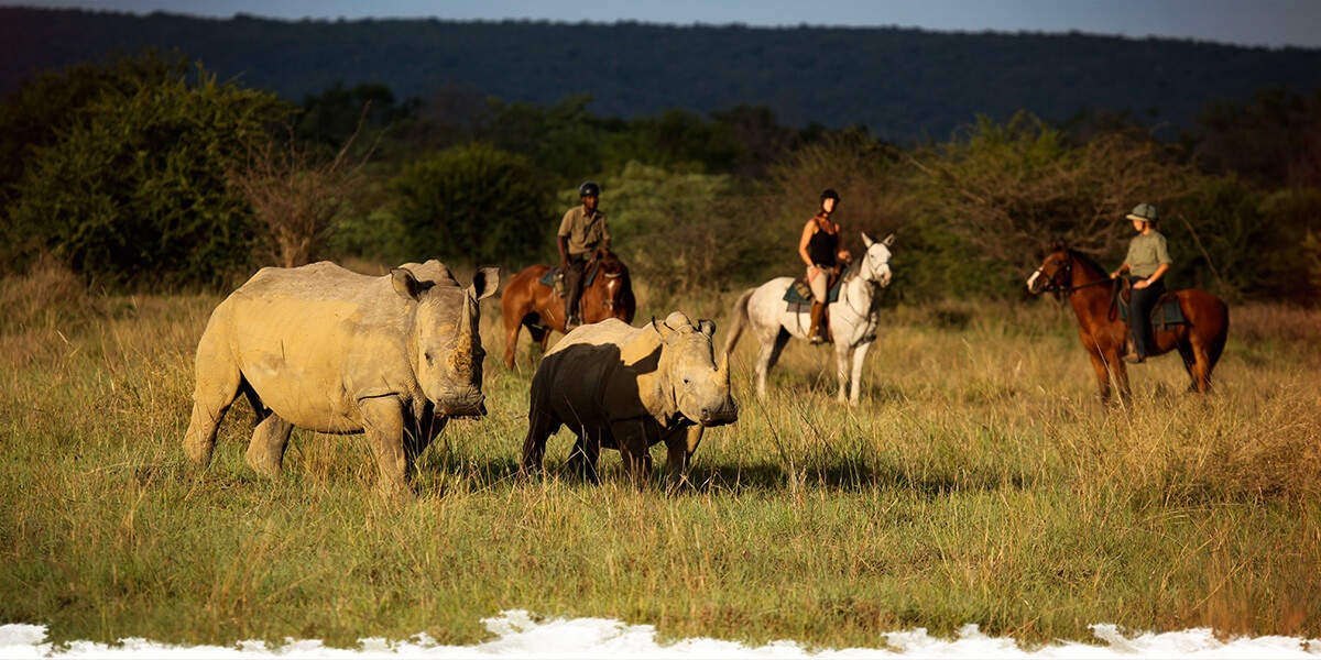 Save the Waterberg Rhino  Worldwide Hoofprints - Tales from the Saddle