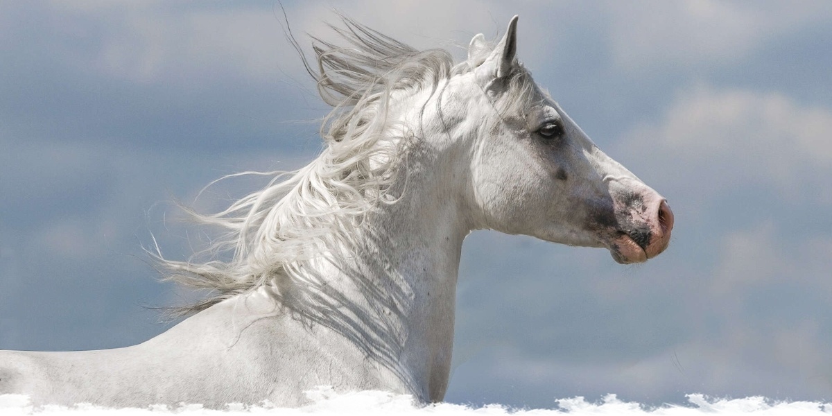 Arabian Horse Running