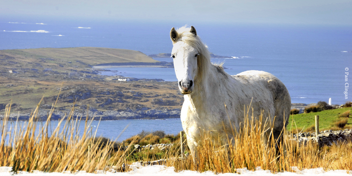 The Connemara pony and Clifden show