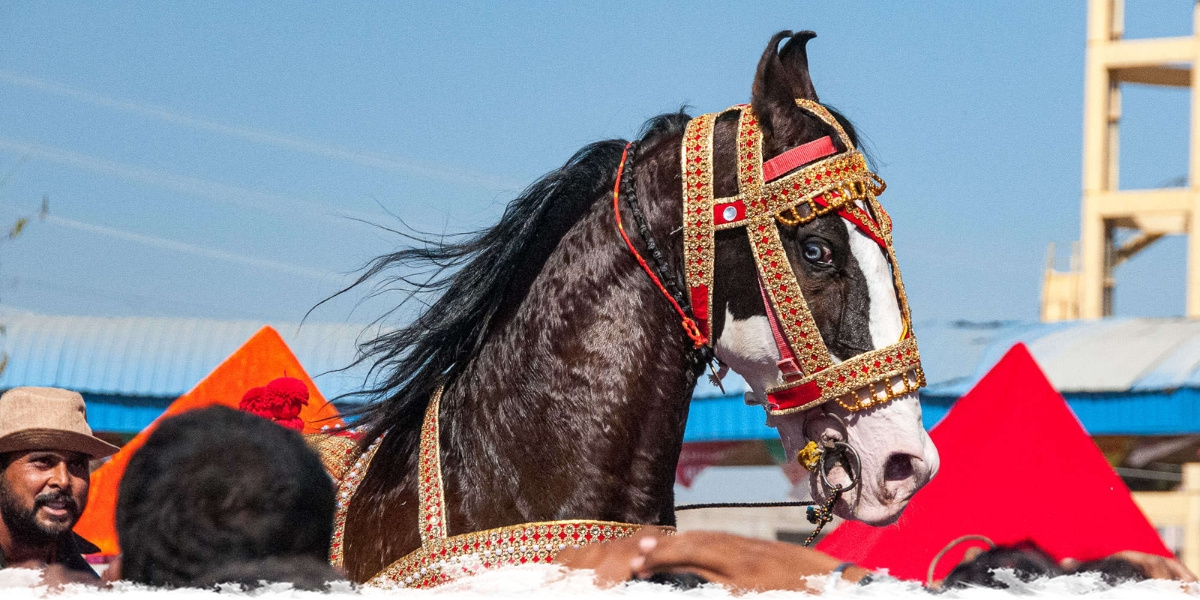 The Marwari Horse