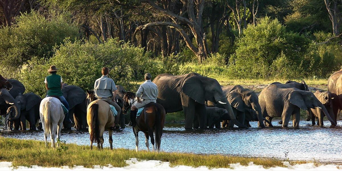 Hwange horseback safari: the Elephant ride.
