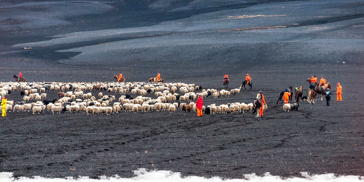 Impressions from the sheep round-up, Iceland