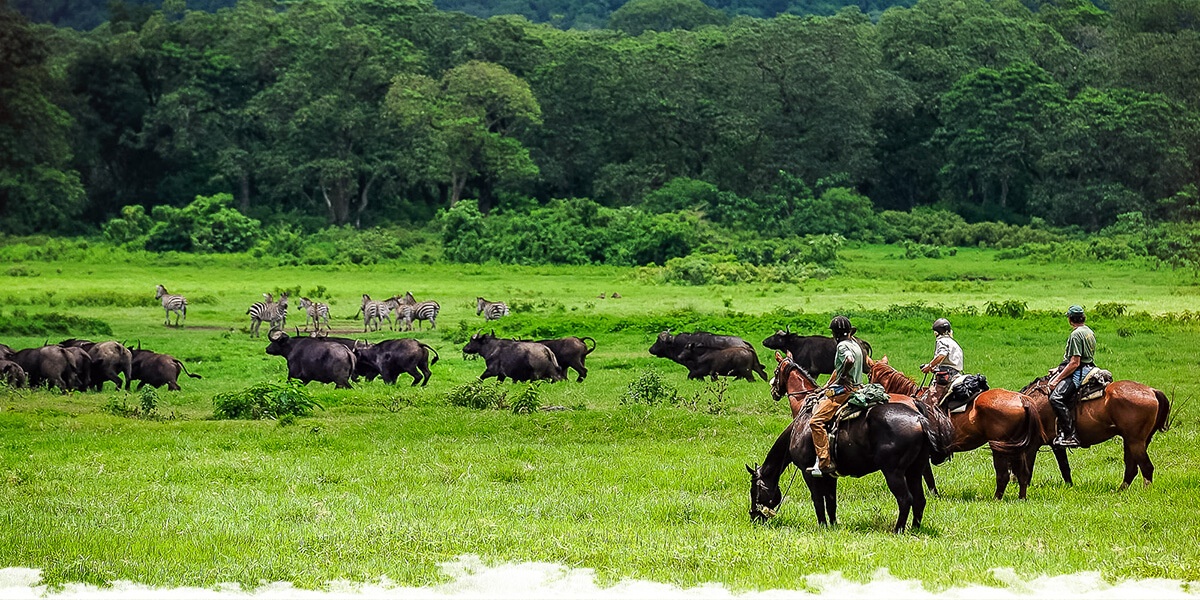 The ultimate horseback safari wildlife guide