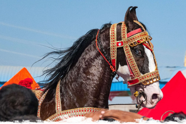 The Marwari Horse