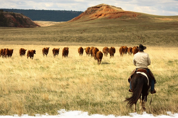 Choosing the right ranch holiday: Guest ranch or working ranch?