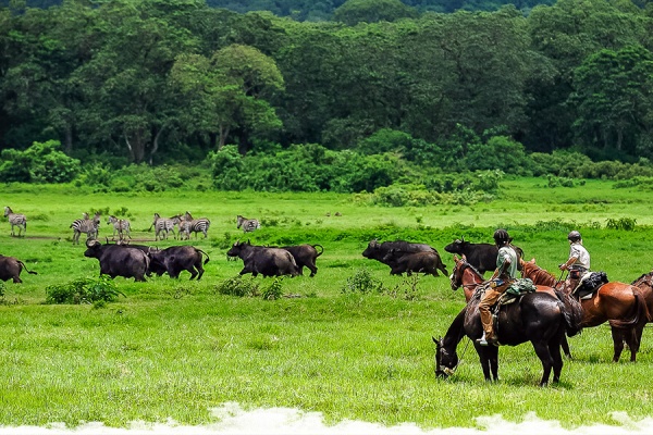 The ultimate horseback safari wildlife guide