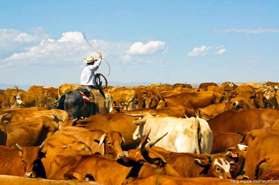 Round-up at the Ranch