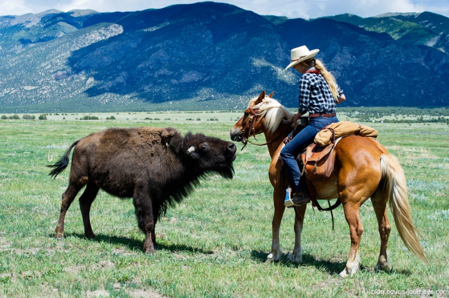 Cowgirl Kate taking care of the Zapata Bison