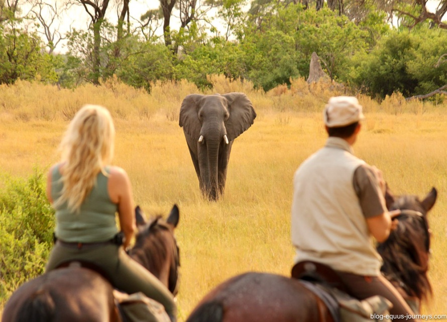 Horse safari in the Okavango Delta, Botswana