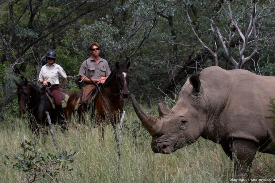 Spotting a white rhino on horsback at Ant's Lodge @EquusJourneysBlog