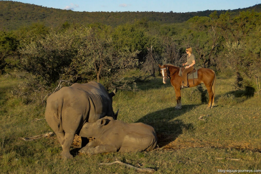 Catching a glimpse of a baby rhino from the saddle @BlogEquusJourneys