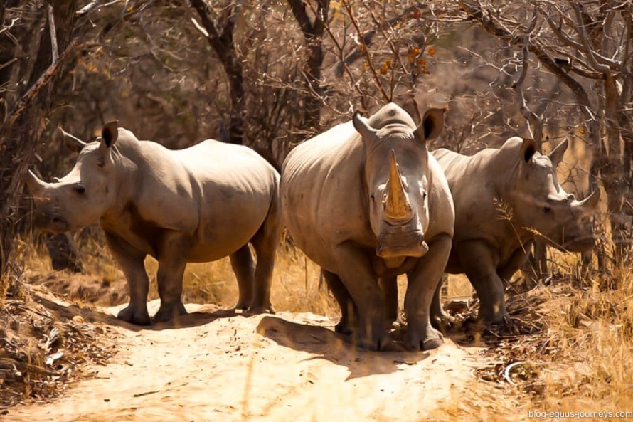 The rhinos are rapidly heading towards extintion @BlogEquusJourneys