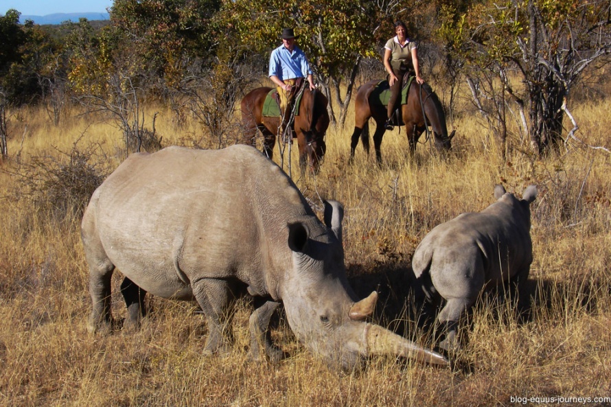 Rhinos from  Ant's Lodge @BlogEquusJourneys