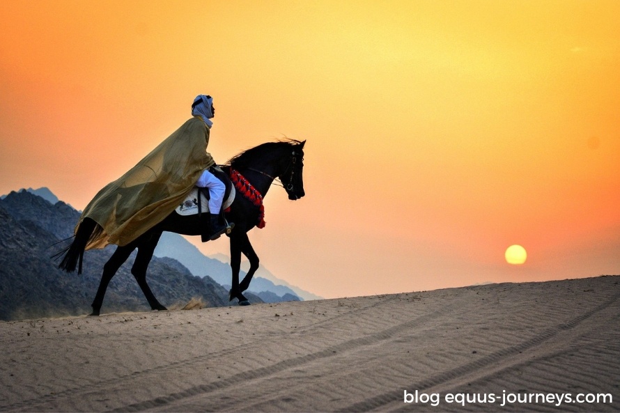 Man riding an Arabian horse