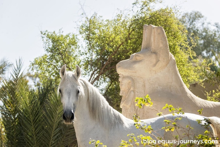 White Arabian horse