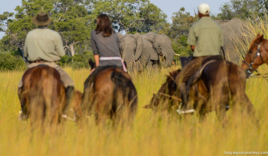 Big Five riding safari in Africa