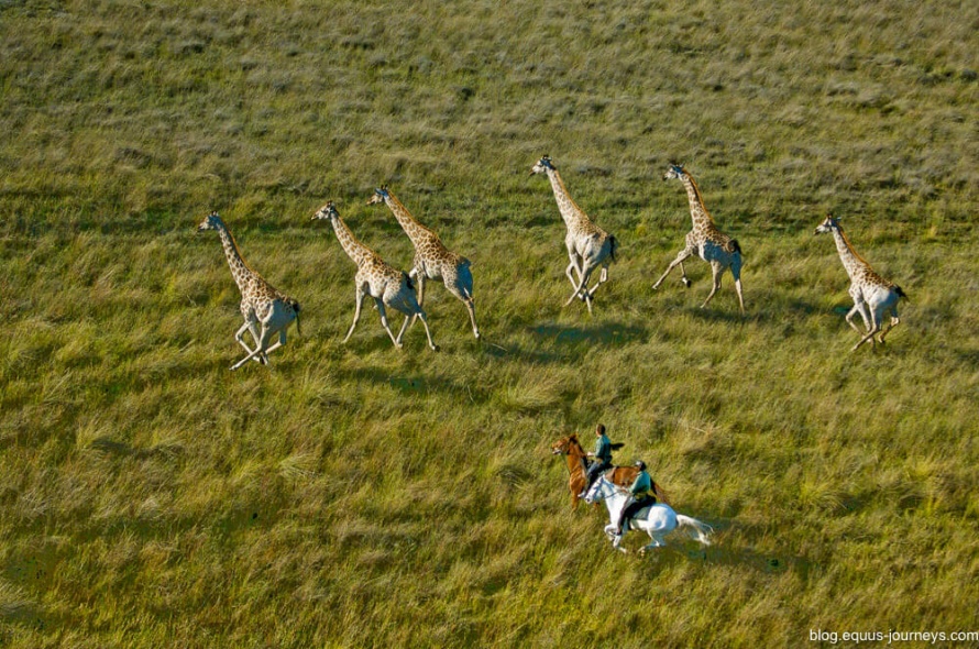 Cantering with giraffe on a riding safari in the Okavango Delta