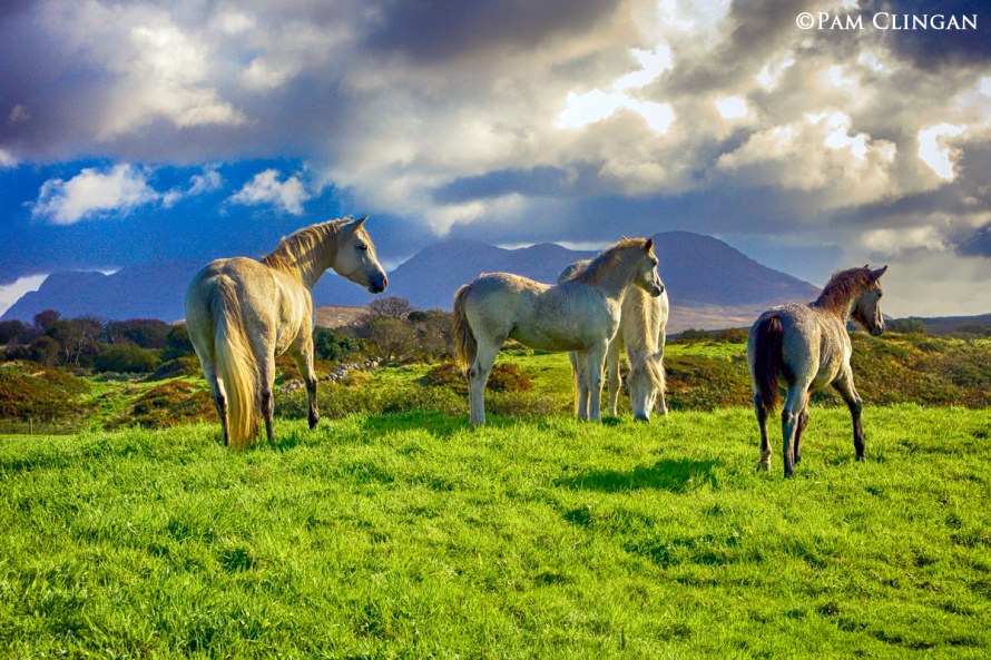 Connemara Landscape – Manor Connemaras, Clifden © Pam Clingan 2019