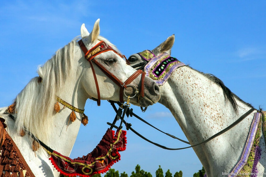 The Ride Egypt horses are part of Emma's family