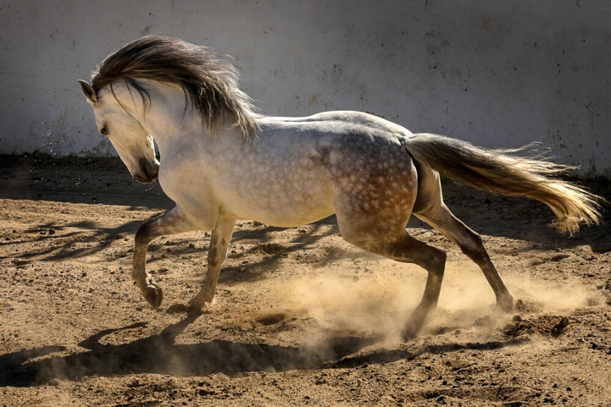 Lusitano horse in Portugal (c) Equus Journeys