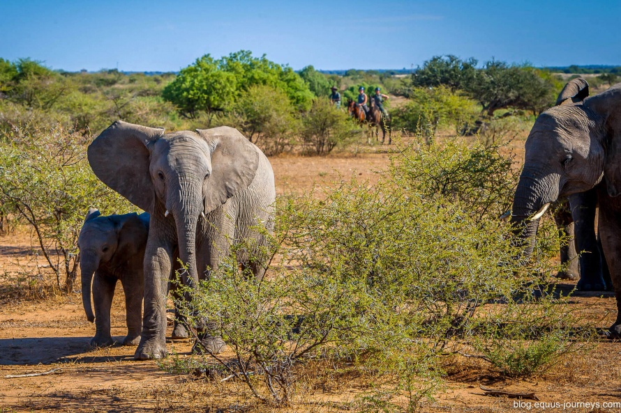 Watching elephants on horseback on the Tuli Trail