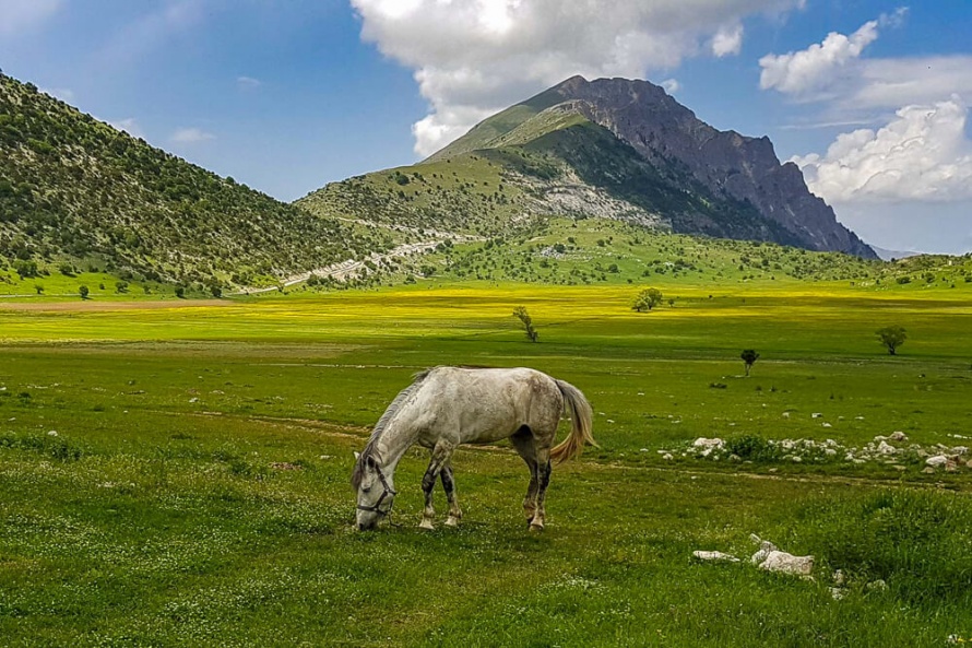 The Albanian horse @BlogEquus