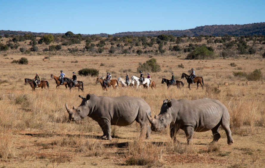 Riding amongst wild rhinos in South Africa @Worldwidehoofprints