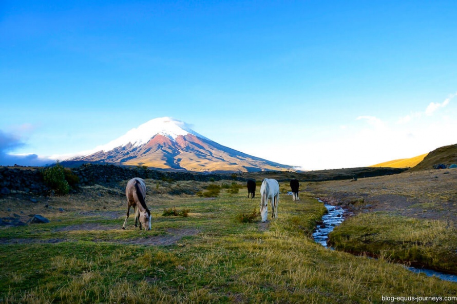 Horses at Hacienda La Alegria @BlogEquusJourneys