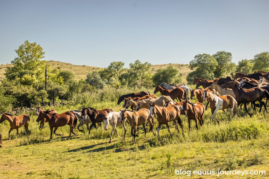 Herd of horses at Los Potreros