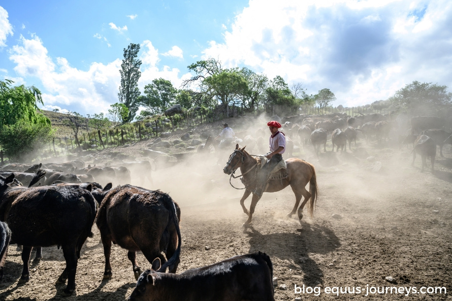 Gauchos working with the cattle at Los Potreros