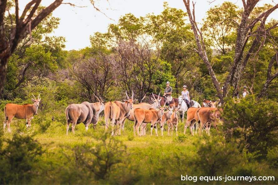 A couple of riders riding with plains game in South Africa