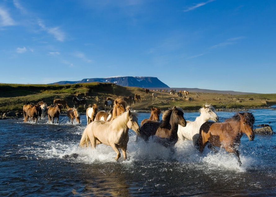 Icelandic Horses in Iceland's shore @WorldwideHoofprints