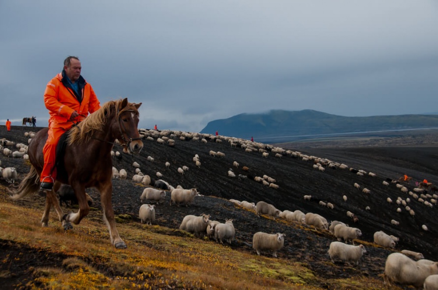 Anual Sheep round-up on horseback @WorldwideHoofprints