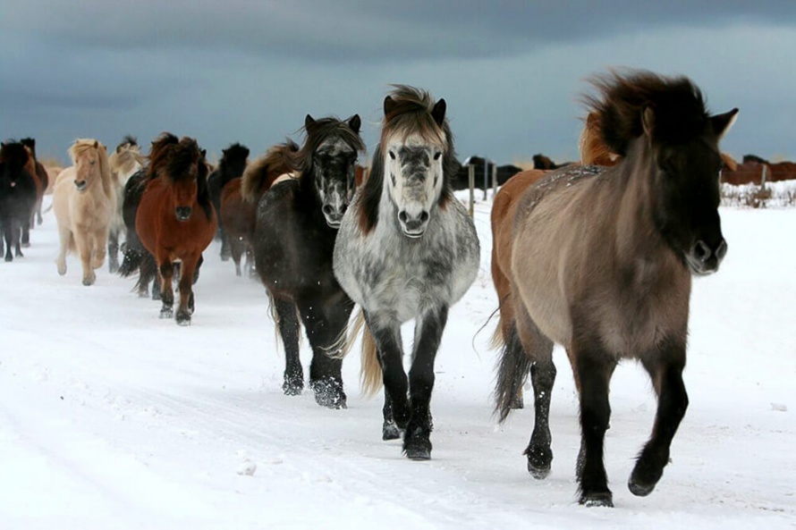 Colourful Icelandic horses coats and manes @WorldwideHoofprints