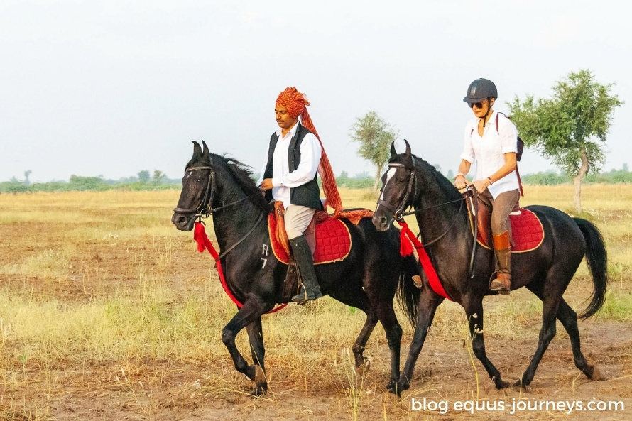 Riders on trail riding Marwari horses