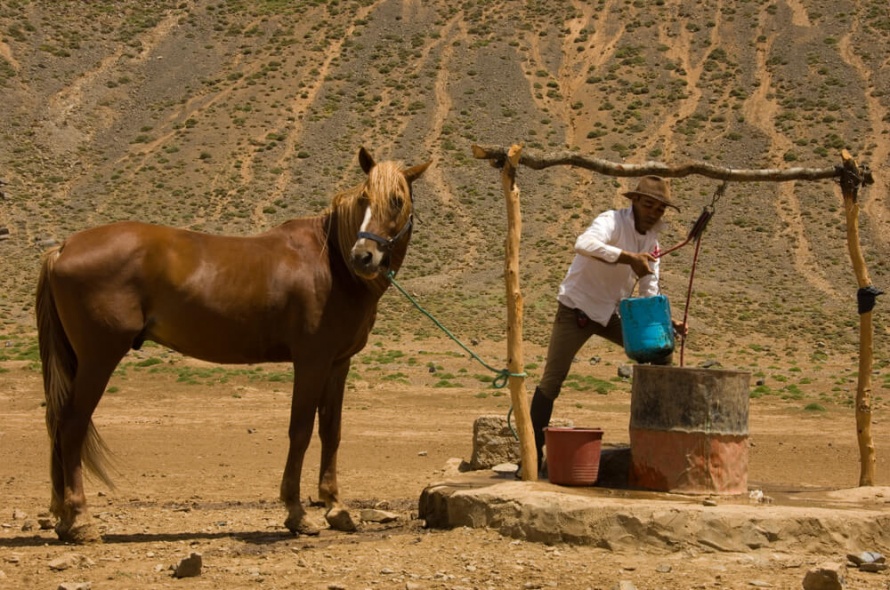 An elegant Moroccan Barb @WorldwideHoofprints