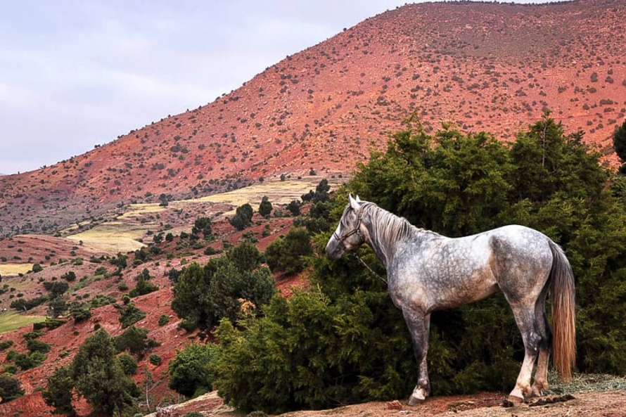 Dapple grey Berber