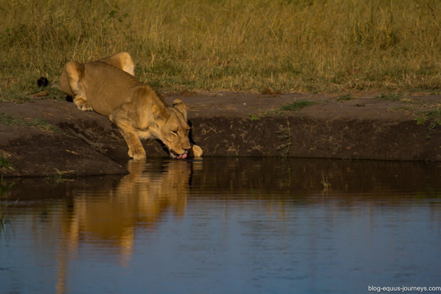 Watching a Lioness at a watering hole- The Big 5 on Safari