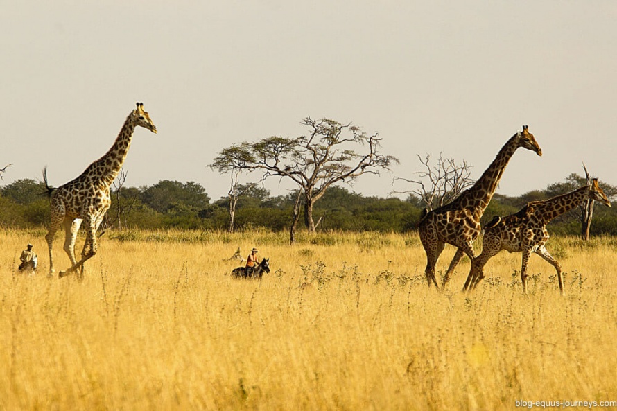 Riders and giraffe - Hwange horseback safari