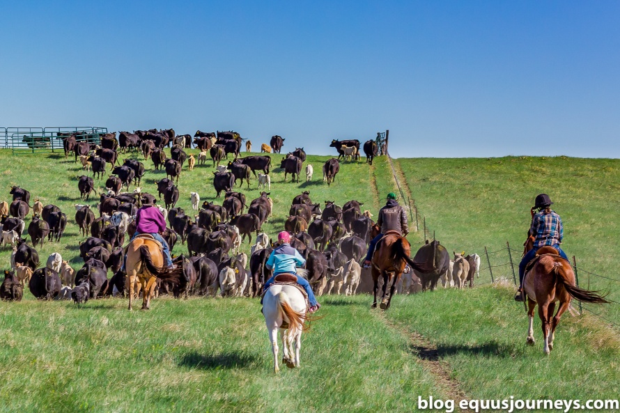 Louise (right) and the Kara Creek team driving cattle - Photo credit Oana Moore