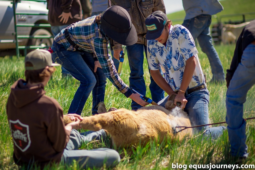 Branding day at Kara Creek Ranch - Louise is helping with injections. Photo credit Oana Moore