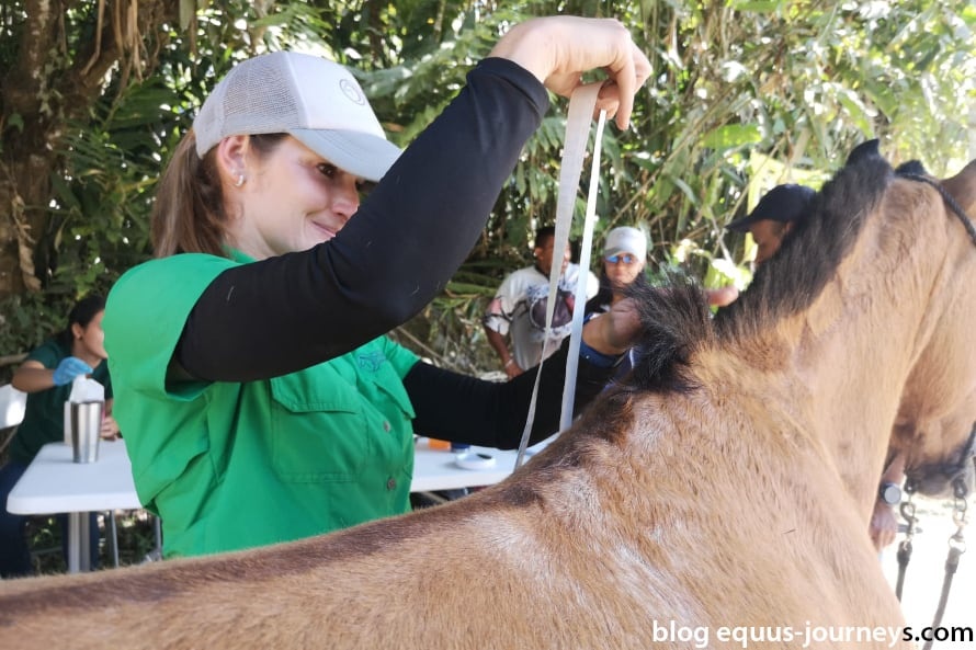 Woman assessing horse's condition