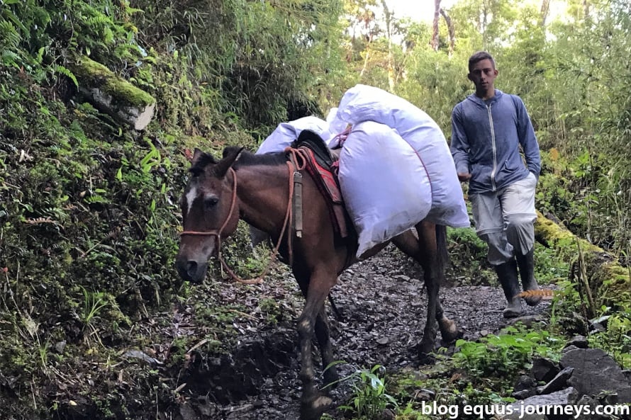 Local with its horse