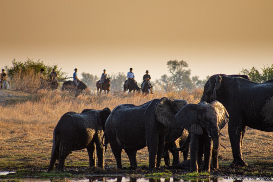 Okavango Delta horse safari in Botswana