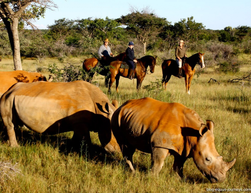 Ride close to the white rhinos