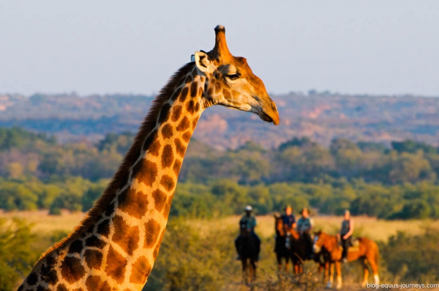 You never know what animal you might spot from the saddle in the African bush