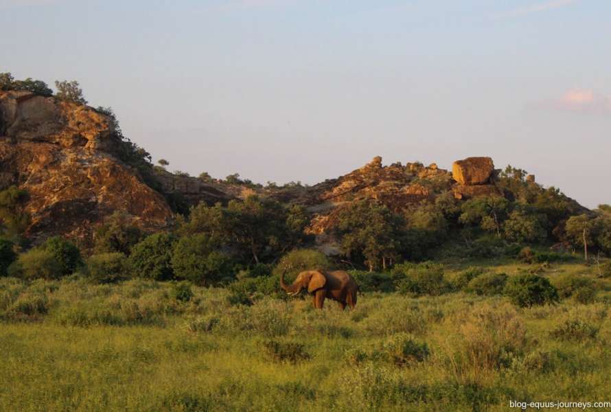 First elephant encounter on horseback in Botswana @BlogEquusJourneys