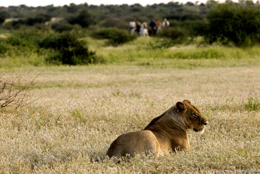 There is always the possibility to encounter lion in this riding safari @BlogEquusJourneys