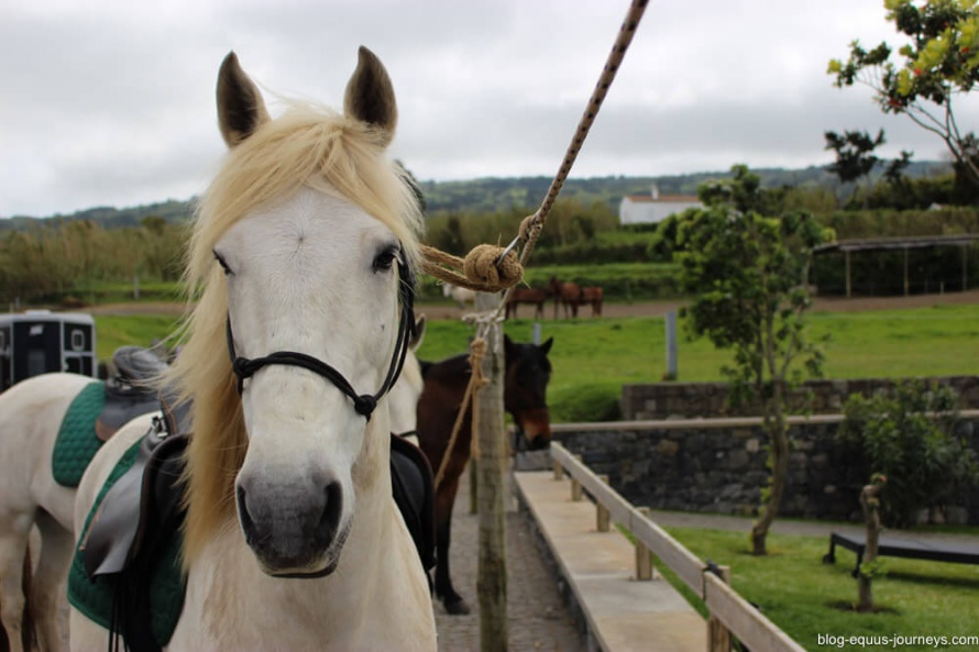 My equine companion for the week was a cutie! @BlogEquusJourneys