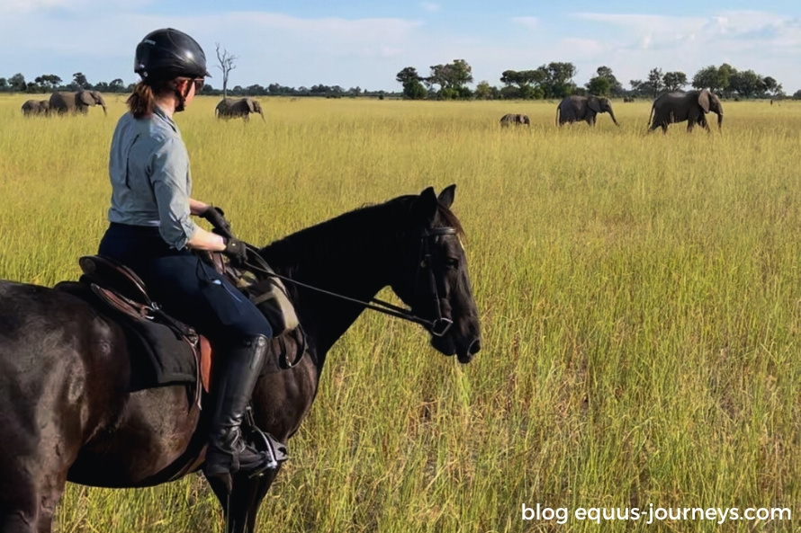 Elephants on our first afternoon ride